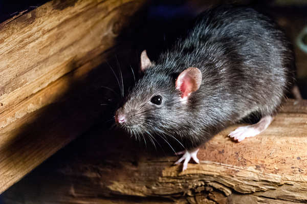 家に被害を与えるネズミの種類やおすすめの駆除方法とは？詳しく解説