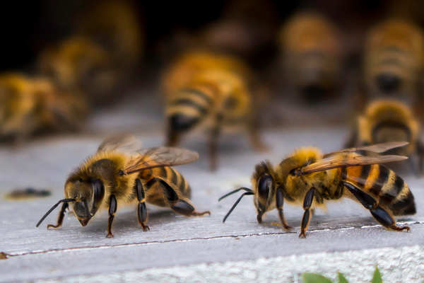 刺されると危険なハチの生態や寄せ付けないためのポイントとは？詳しく解説