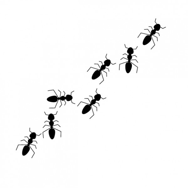 家に蟻が出る原因とは？出ないようにする方法からしっかりとご紹介