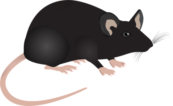 ネズミは1匹いたら一体何匹いる？家でネズミを見かけた時の対処法をご紹介