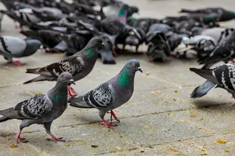 鳩画像01