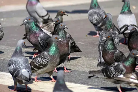 鳩画像03
