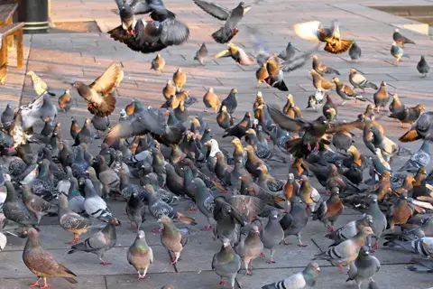 鳩の画像04