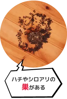 木材や段ボールにかじられた跡がある
