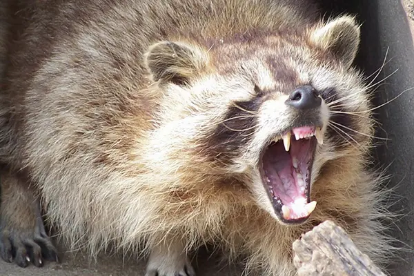 アライグマ画像04