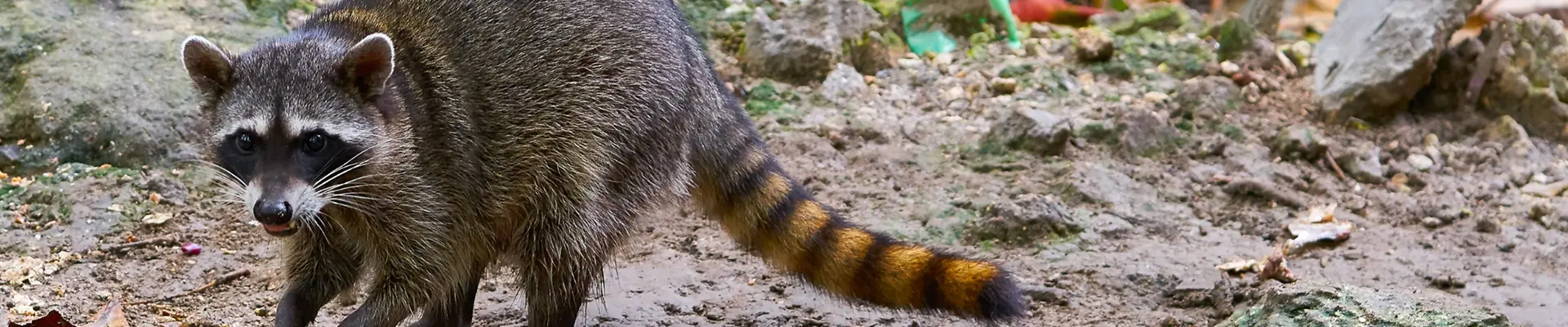 アライグマ駆除と費用について